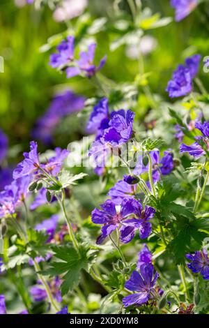 Fiore di geranio blu in un giardino scozzese Foto Stock