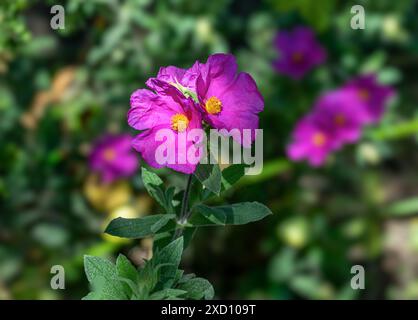 Rosa rosa, Cistus incanus, Cistaceae Foto Stock