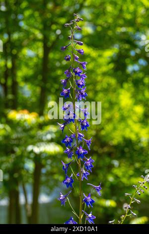 Primo piano di splendidi fiori di Delphinium elatum, noto anche come Delphinium alpino, candela larkspur, Alpine larkspur, Bee larkspur Foto Stock