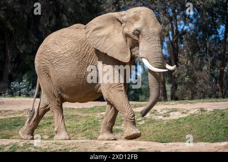 Elefante africano che cammina nella giungla Foto Stock