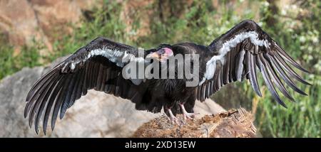 California condor (Gymnogyps californianus), un avvoltoio del nuovo mondo, in piedi su una scogliera con le ali sparse. Foto Stock