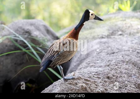 Dendrocygna viduata con la faccia bianca, in piedi su una roccia. Foto Stock