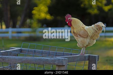 Il gallo di pollo Orpington, che si trova in un allevamento di bestiame, e la recinzione bianca dietro una fattoria biologica vicino a Raeford, North Carolina. Foto Stock