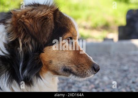 Foto ravvicinata di un cane randagio con la testa inclinata e gli occhi concentrati in lontananza. La pelliccia marrone, bianca e nera si distingue per la luce naturale. Foto Stock