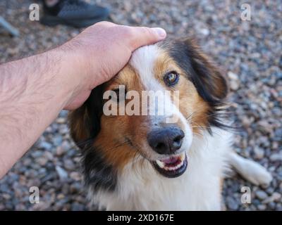 La mano di un uomo poggia delicatamente sulla testa di un cane felice, la sua lingua si allontana con un sorriso giocoso. La pelliccia marrone, bianca e nera del cane è morbida e soffice e i suoi occhi brillano di gioia. Foto Stock