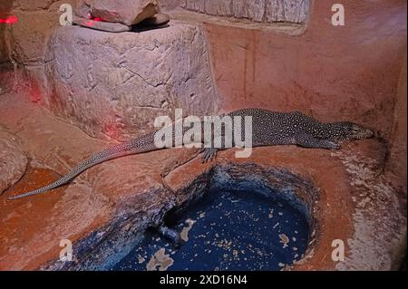 Monitor dalla coda blu (Varanus doreanus) appoggiato su una roccia. Foto Stock