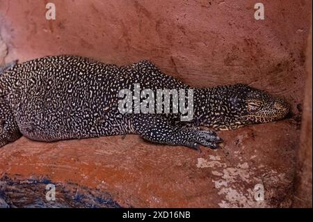 Monitor dalla coda blu (Varanus doreanus) appoggiato su una roccia. Foto Stock