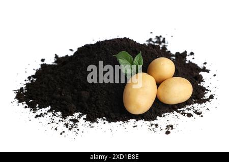 Patate crude fresche e terreno isolato su bianco Foto Stock