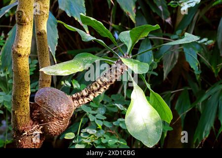 La pianta della formica, Myrmecodia tuberosa, Rubiaceae. Sud-est asiatico tropicale. La Myrmecodia tuberosa, la pianta delle formiche, è una pianta epifitica. Foto Stock