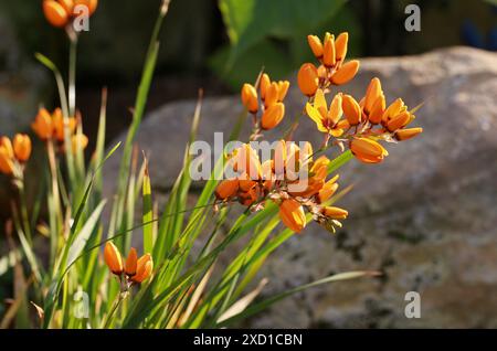Granturco africano, Ixia maculata, Iridaceae. Provincia del Capo, Sudafrica. Foto Stock