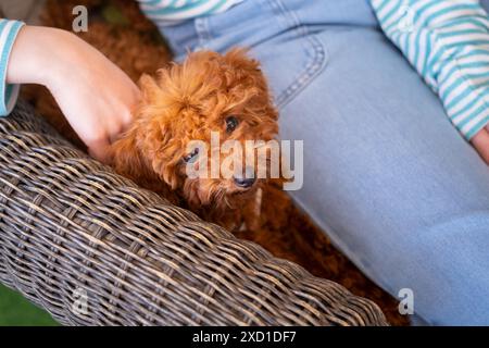 Un barboncino giocattolo abbronzante guarda in alto protetto in grembo al proprietario. Sono su un divano terrazzo. Amore e cura degli animali domestici Foto Stock