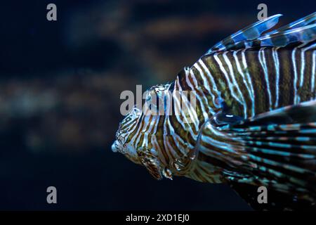 Foto ravvicinata di Devil Firefish nell'acquario. Foto Stock