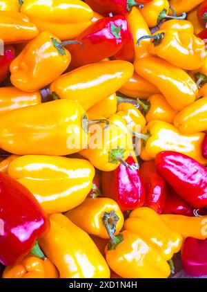 Peperoni di vari colori presso uno stand del mercato agricolo durante l'autunno Foto Stock