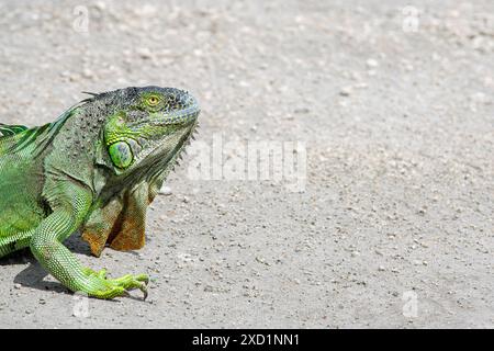 messa a fuoco selettiva sull'iguana con sfondo sfocato che può essere utilizzato come spazio di copia Foto Stock