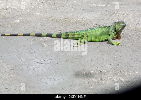 messa a fuoco selettiva sull'iguana con sfondo sfocato che può essere utilizzato come spazio di copia Foto Stock