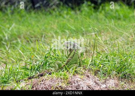 messa a fuoco selettiva sull'iguana con sfondo sfocato che può essere utilizzato come spazio di copia Foto Stock