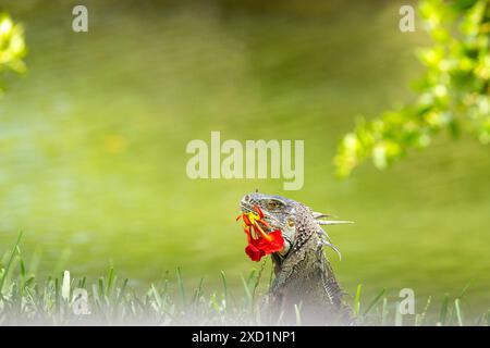 Concentrazione selettiva di iguana che mangia un fiore rosso in un parco della Florida meridionale Foto Stock