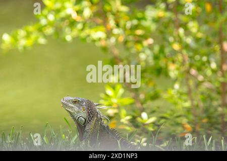 messa a fuoco selettiva sull'iguana con sfondo sfocato che può essere utilizzato come spazio di copia Foto Stock