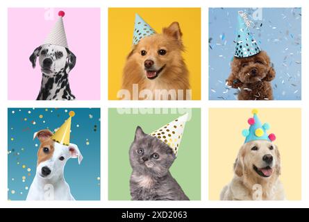 Adorabile gatto di compleanno e cani in cappelli da festa con sfondi di colori diversi, collage di ritratti Foto Stock