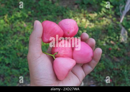 Mano che tiene in mano la mela rosa rosa rosa o la cera, i frutti jambu o il Syzygium samarangense. Foto Stock