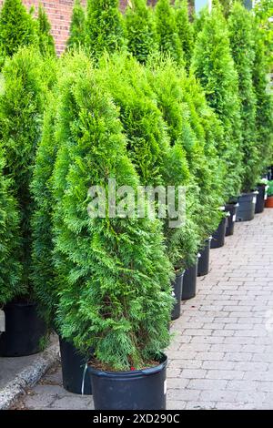 Alberi Thuja in vaso in vendita Foto Stock