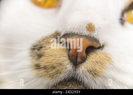Primo piano, foto dettagliata di gatti, occhio felino con occhi arancioni e pupille piccole. Bellissimo animale colorato con pelliccia bianca e marrone, viso. Foto Stock