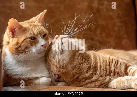 Due gatti dello zenzero felino sdraiati su un divano coccolandosi, giocando, riposando e rilassandosi. Foto Stock