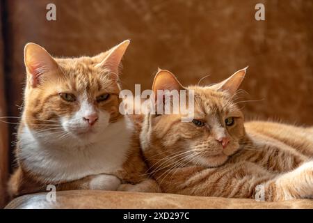 Due gatti dello zenzero felino sdraiati su un divano coccolandosi, giocando, riposando e rilassandosi. Foto Stock