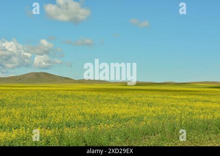 Foto panoramica di un enorme campo di colza in fiore ai piedi di un lungo crinale di colline in una soleggiata giornata estiva. Khakassia, Siberia, Russia. Foto Stock