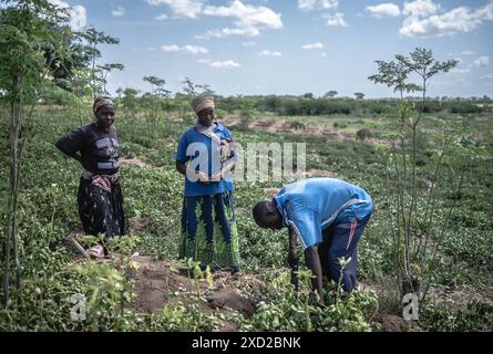 (240620) -- TURKANA, 20 giugno 2024 (Xinhua) -- gli agricoltori controllano la crescita di arachidi nella fattoria Choro nel campo profughi di Kakuma a Turkana, Kenya, 19 giugno 2024. Kakuma Refugee Camp è il secondo campo più grande del paese, che ospita circa 288.000 rifugiati da nove paesi, tra cui Sud Sudan, Etiopia, Burundi e Repubblica Democratica del Congo (RDC). A causa dell'impatto delle condizioni meteorologiche estreme nel corso degli anni, l'agricoltura e l'economia della zona rimangono sottosviluppate. Rafforzare la sicurezza alimentare nel campo profughi di Kakuma e nella tribù dei Turkana, e promuovere l'integrazione dei rifugiati nel Foto Stock