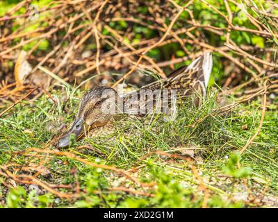 Anatra che schiude anatra. Anatre selvatiche nel nido Foto Stock