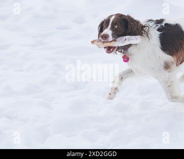 Giovane ed energico Springer Spaniel gioca con un bastone sulla neve. Foto Stock
