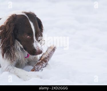 Giovane ed energico Springer Spaniel gioca con un bastone sulla neve. Foto Stock