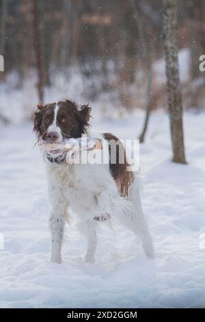 Giovane ed energico Springer Spaniel gioca con un bastone sulla neve. Foto Stock