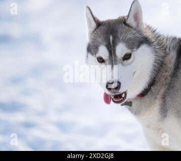 La giovane Husky si alza la lingua mentre gioca in un campo invernale. Foto Stock