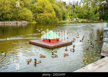 Anatre che nuotano intorno a una casa nello stagno di anatre. Cong, Contea di Mayo, irlanda Foto Stock