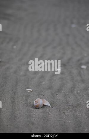 Guscio di mare isolato rotto lavato a riva su una spiaggia sabbiosa a McMicking Inlet, British Columbia, Canada Foto Stock