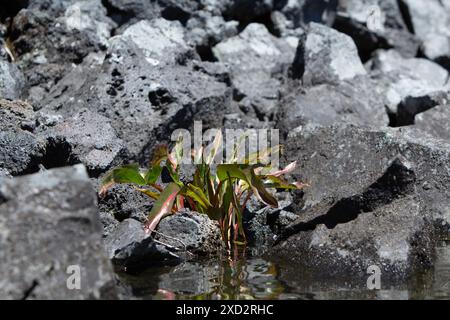 Impianto crescente tra le rocce Foto Stock