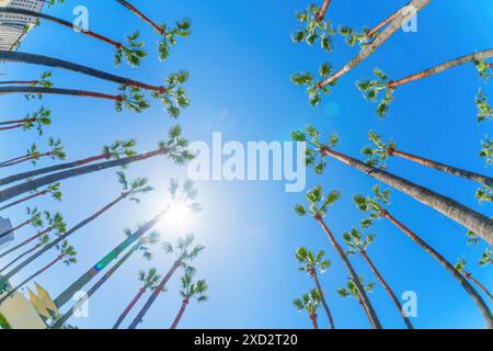 Vista sferica verso l'alto di un gruppo di palme alte adagiate contro un cielo blu limpido con il sole che sbircia tra i rami. Tropicale vacati Foto Stock