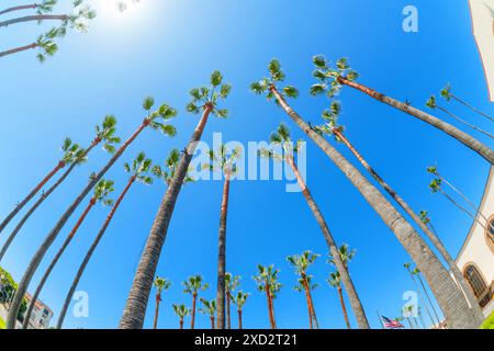 Vista sferica di un gruppo di alte palme che si estendono verso l'alto su uno sfondo di cielo azzurro. Contesto di promozione di viaggi e turismo. Foto Stock