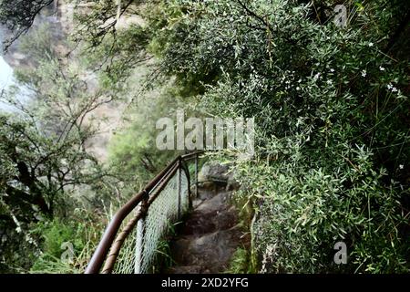Le foglie verdi sovrastano ripidi gradini tagliati nella pietra della scarpata, ringhiere di ferro della Scala gigante, che conducono alle Sorelle degli alberi Foto Stock