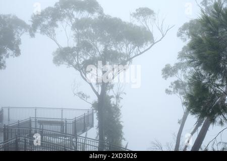 A Echo Point, nelle Blue Mountains, alti alberi di gomma si innalzano sopra una piattaforma panoramica sopraelevata, le Sorelle degli alberi sono invisibili essendo avvolte da una fitta nebbia Foto Stock