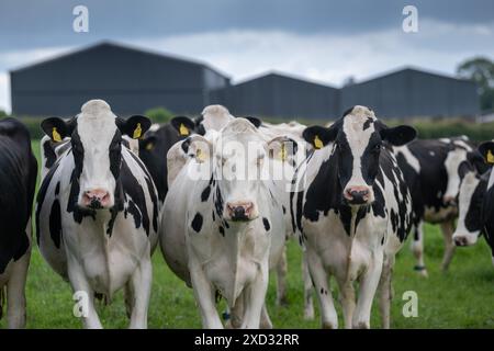 Bovini da latte dietro una recinzione elettrica in un pascolo che stanno pascolando. Cumbria, Regno Unito. Foto Stock