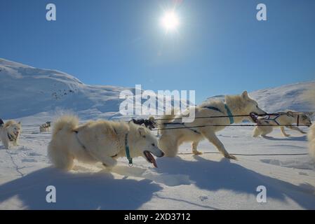 Lo sleddog viaggio nel freddo inverno nevoso in Groenlandia Foto Stock