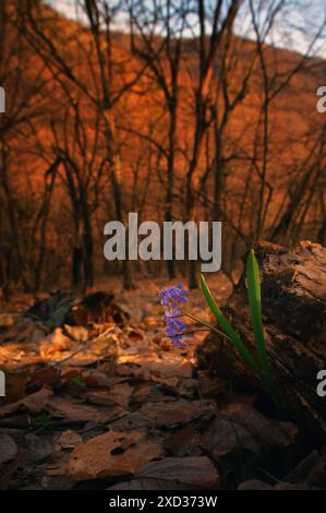 Primo piano Viola Odorata comune in primavera Foto Stock