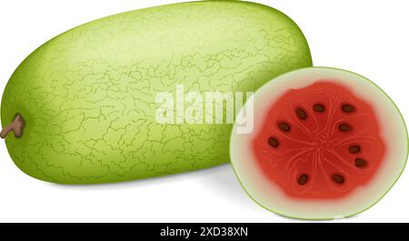 Chopped Ali Baba Watermelon. Citrullus lanatus. Frutta e verdura. Illustrazione vettoriale isolata. Illustrazione Vettoriale