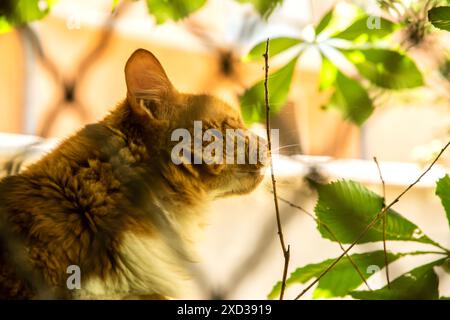 Gatto arancio zenzero disteso sul ceppo d'albero dietro la recinzione metallica del giardino durante il primo piano del caldo giorno estivo Foto Stock