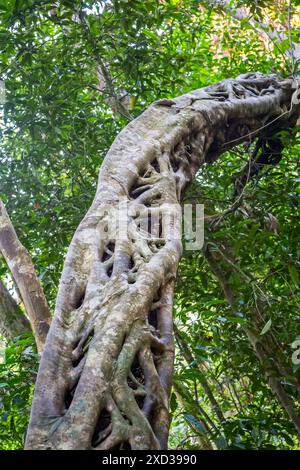 "Vuoto" Strangler Fig Tree da cui l'albero è morto e marcisce nella foresta pluviale, Queensland, Australia Foto Stock