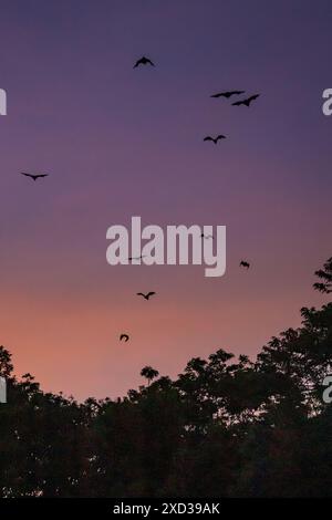 Volando Foxes / pipistrelli (Pteropus) volando sopra le cime dell'albero nel crepuscolo, Yungaburra, Queensland, Australia. Foto Stock
