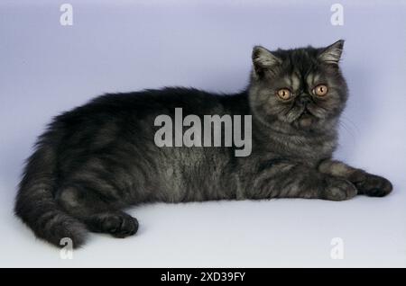 Persiano Exotic Black Smoke su lilla Foto Stock